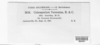 Coleosporium vernoniae image